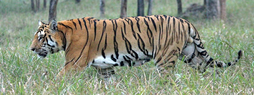 बर्दियामा बाघले फेरी लियो महिलाको ज्यान